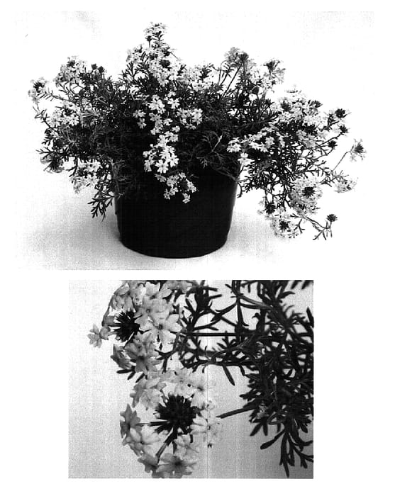 Figure 1 of US plant patent PP15675, the photograph of USBENAS24 printed in the patent.