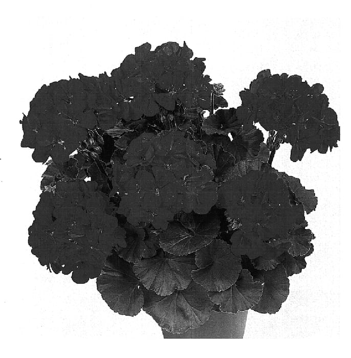 Figure 1 of US plant patent PP15676, the photograph of Duecorona printed in the patent.