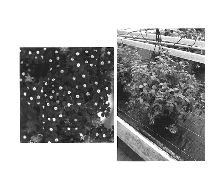 Figure 1 of US plant patent PP15677, the photograph of Wesverlila printed in the patent.