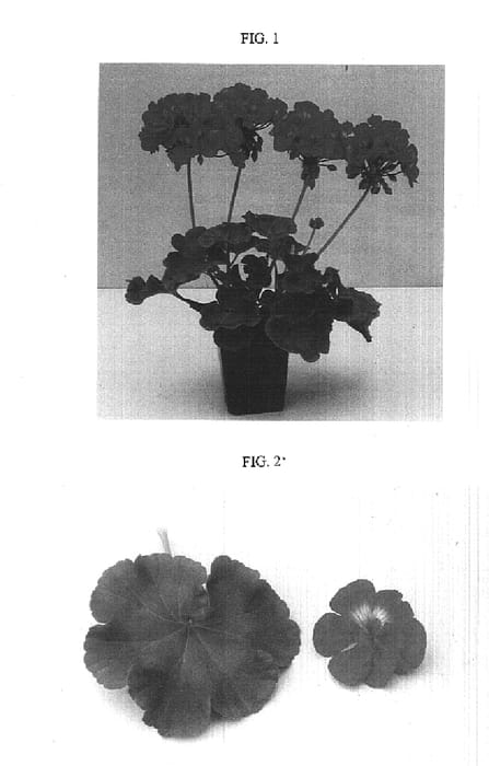 Figure 1 of US plant patent PP15678, the photograph of Baldesbrila printed in the patent.