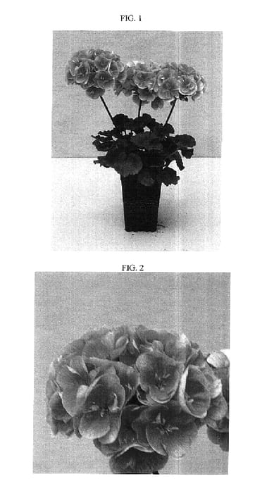 Figure 1 of US plant patent PP15679, the photograph of Balfansal printed in the patent.