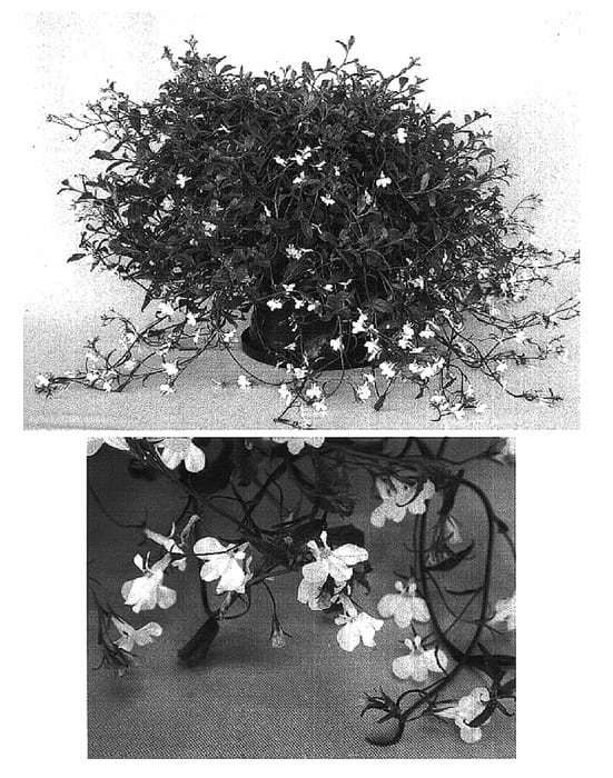 Figure 1 of US plant patent PP15681, the photograph of Kielowa printed in the patent.