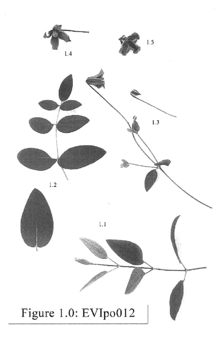 Figure 1 of US plant patent PP15682, the photograph of EVIpo012 printed in the patent.