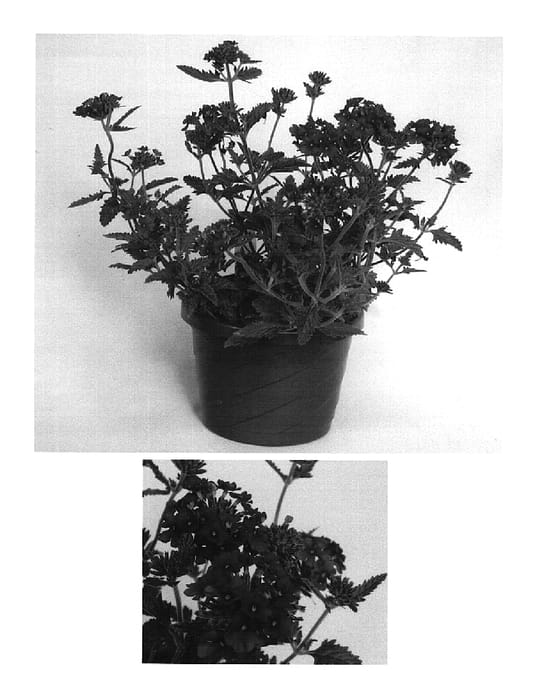 Figure 1 of US plant patent PP15683, the photograph of USBENAL25 printed in the patent.