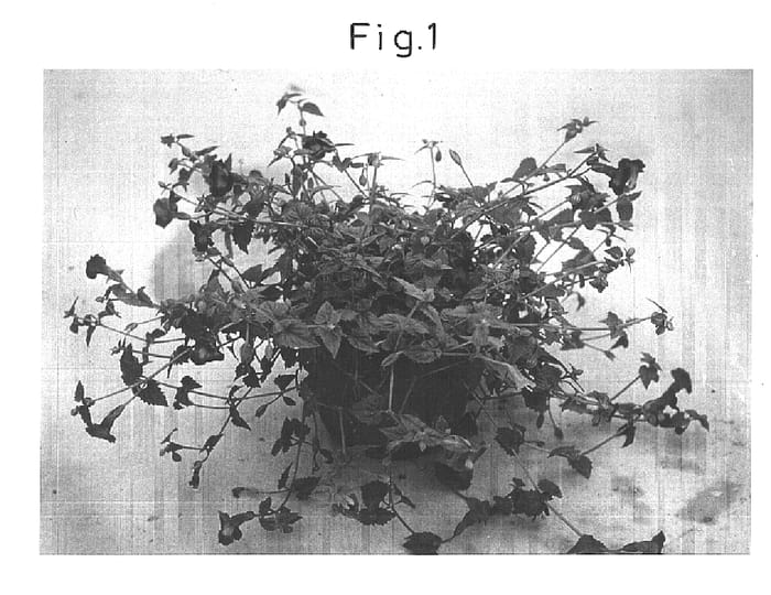 Figure 1 of US plant patent PP15684, the photograph of Sunrenilamu printed in the patent.