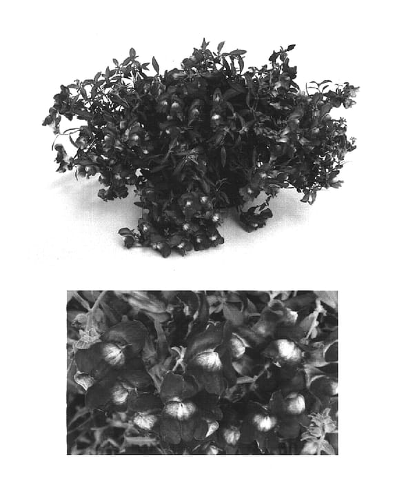 Figure 1 of US plant patent PP15685, the photograph of Sulte Pur printed in the patent.