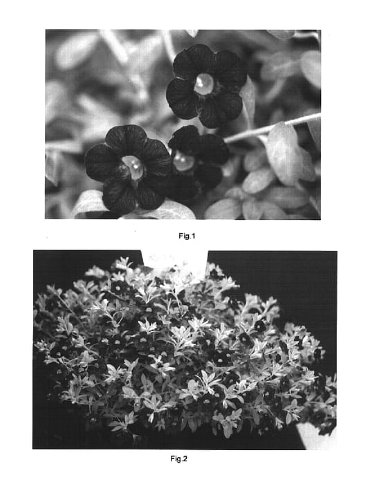 Figure 1 of US plant patent PP15686, the photograph of Kakegawa S72 printed in the patent.