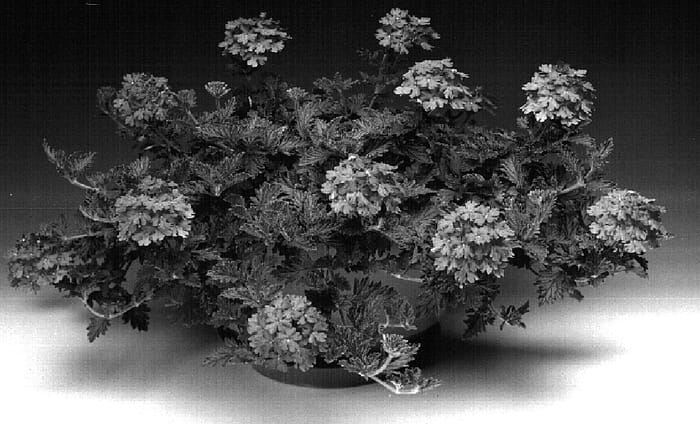 Figure 1 of US plant patent PP15687, the photograph of Duplena printed in the patent.