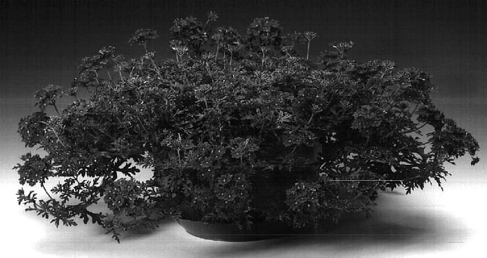 Figure 1 of US plant patent PP15688, the photograph of Darlena printed in the patent.
