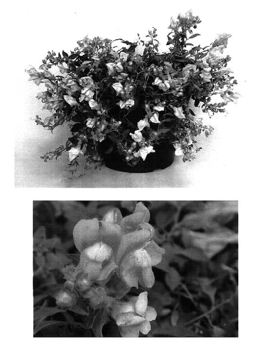 Figure 1 of US plant patent PP15689, the photograph of Sant229A printed in the patent.