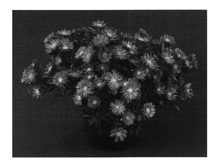 Figure 1 of US plant patent PP15690, the photograph of Yomagic printed in the patent.