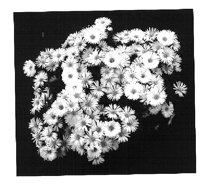 Figure 1 of US plant patent PP15691, the photograph of Yopuff printed in the patent.