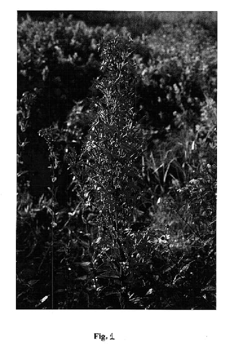 Figure 1 of US plant patent PP15692, the photograph of Prairie Fire printed in the patent.