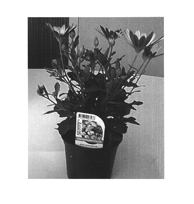 Figure 1 of US plant patent PP15693, the photograph of Sunny Serena printed in the patent.