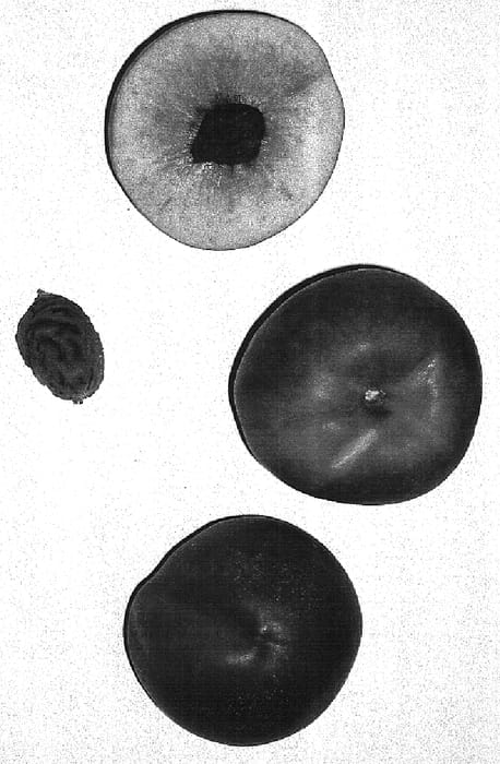 Figure 1 of US plant patent PP15694, the photograph of Burnectseventeen printed in the patent.