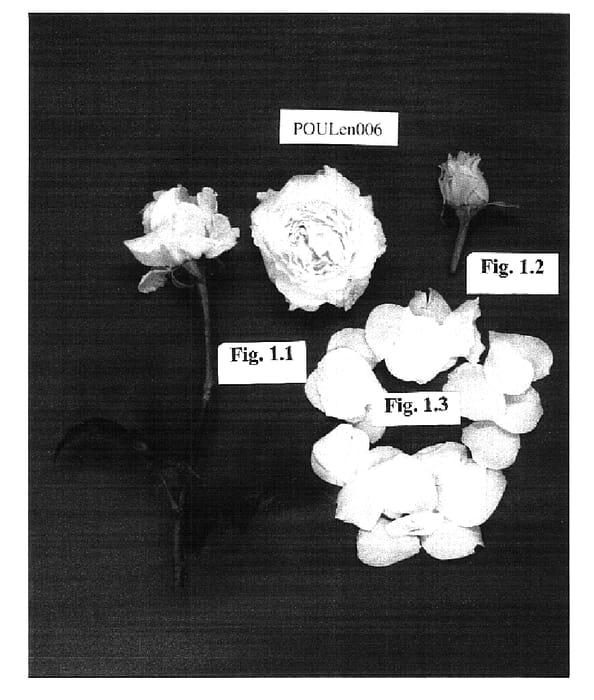 Figure 1 of US plant patent PP15695, the photograph of POULen006 printed in the patent.