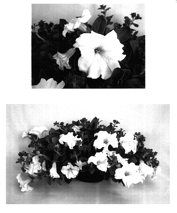 Figure 1 of US plant patent PP15696, the photograph of USTUNI164 printed in the patent.