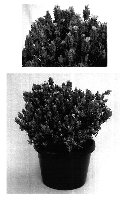 Figure 1 of US plant patent PP15697, the photograph of Barcelona Bridal Pink printed in the patent.