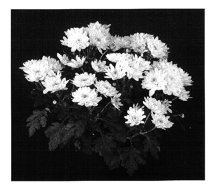Figure 1 of US plant patent PP15698, the photograph of Yonew York printed in the patent.