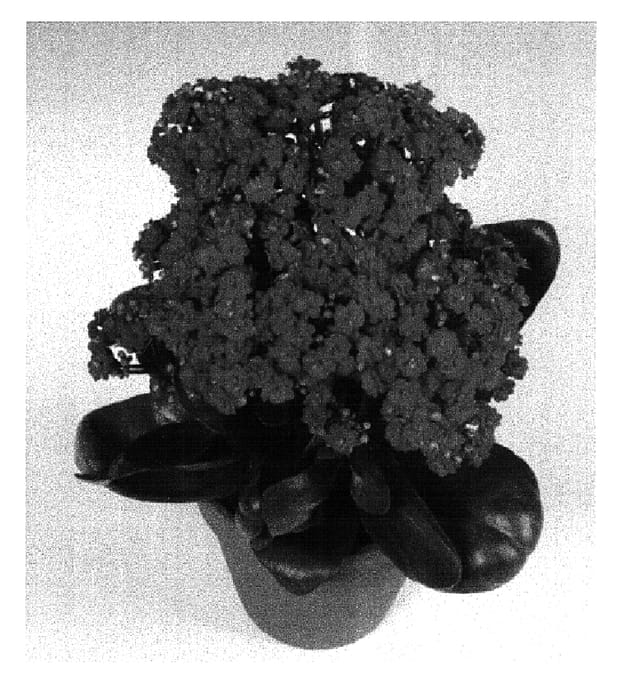 Figure 1 of US plant patent PP15699, the photograph of Hayworth printed in the patent.
