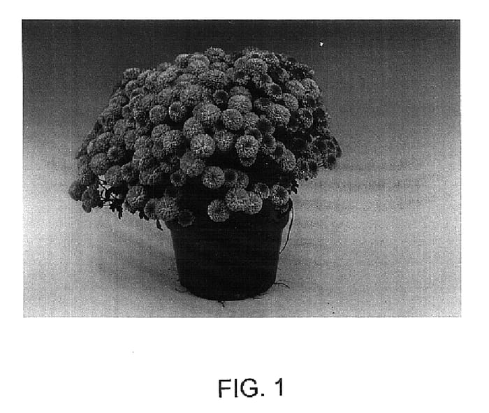 Figure 1 of US plant patent PP15700, the photograph of Ida printed in the patent.