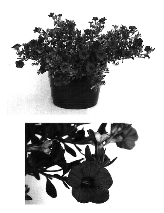 Figure 1 of US plant patent PP15701, the photograph of USCALI17 printed in the patent.