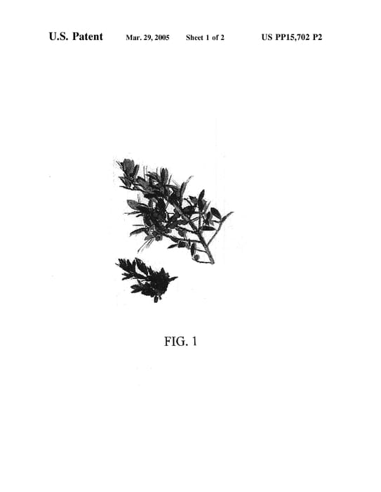 Figure 3 of US plant patent PP15702, the photograph of Ilex hybrid variety named Xia Yen printed in the patent.
