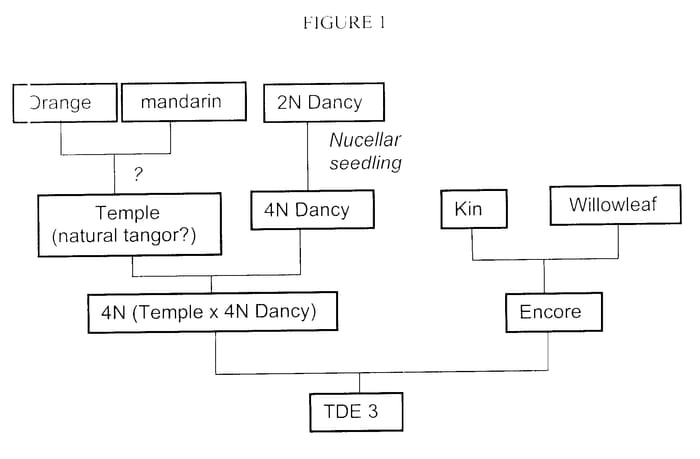 Figure 1 of US plant patent PP15703, the photograph of TDE3 printed in the patent.