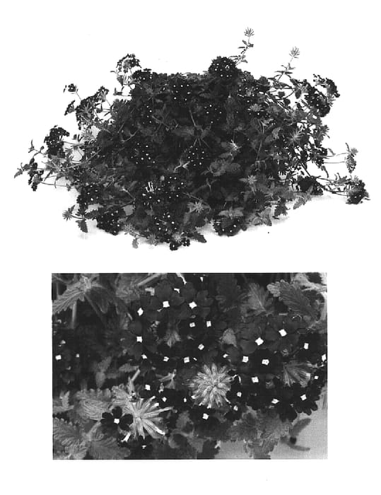 Figure 1 of US plant patent PP15704, the photograph of Rap Purey Two printed in the patent.