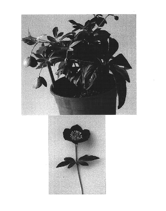 Figure 1 of US plant patent PP15705, the photograph of HGC Merlin printed in the patent.