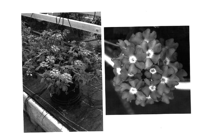 Figure 1 of US plant patent PP15706, the photograph of Wesverlav printed in the patent.