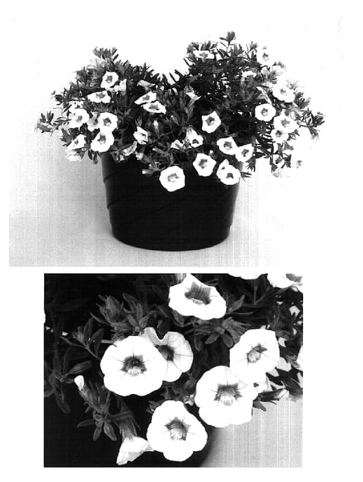 Figure 1 of US plant patent PP15707, the photograph of USCALI48 printed in the patent.