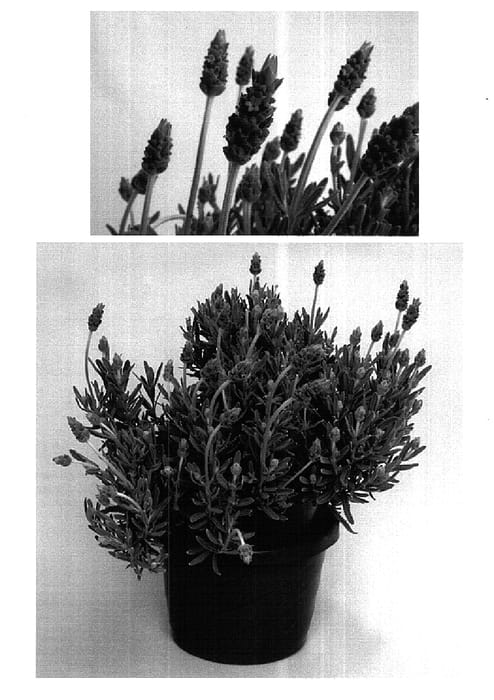 Figure 1 of US plant patent PP15708, the photograph of Paris Blue printed in the patent.