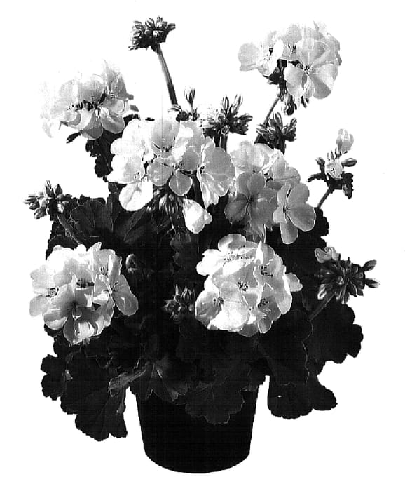 Figure 1 of US plant patent PP15709, the photograph of Genlibwi printed in the patent.