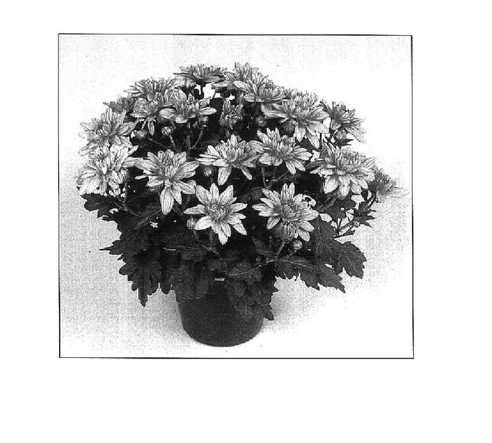 Figure 1 of US plant patent PP15710, the photograph of Vamp Time Bronze printed in the patent.