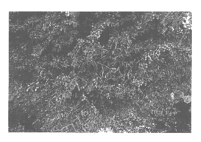 Figure 1 of US plant patent PP15711, the photograph of Cart Depink printed in the patent.