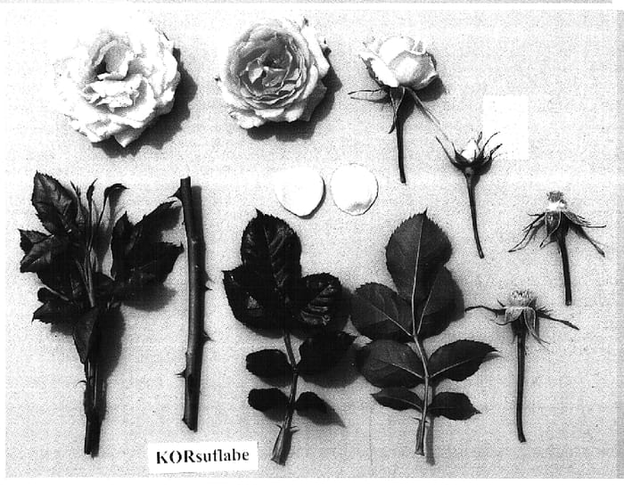 Figure 1 of US plant patent PP15712, the photograph of KORsuflabe printed in the patent.