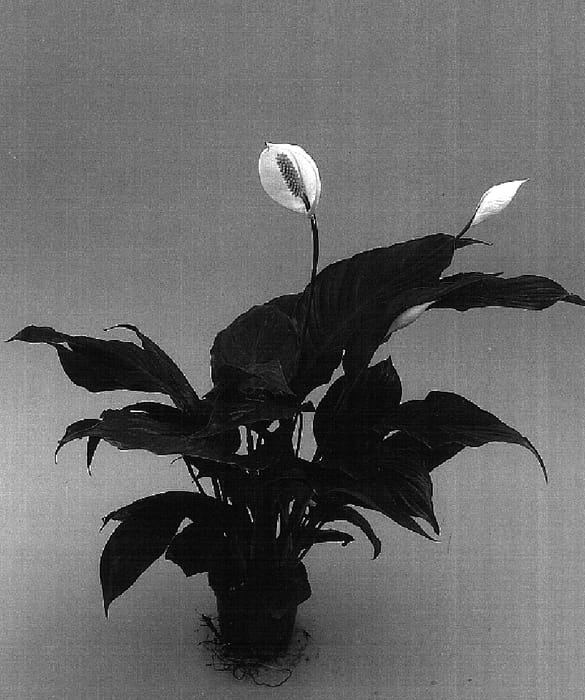Figure 1 of US plant patent PP15713, the photograph of Junior printed in the patent.