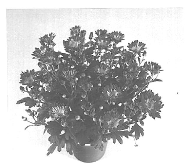 Figure 1 of US plant patent PP15714, the photograph of Chisel Time Cerise printed in the patent.