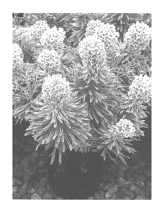 Figure 1 of US plant patent PP15715, the photograph of Tasmanian Tiger printed in the patent.