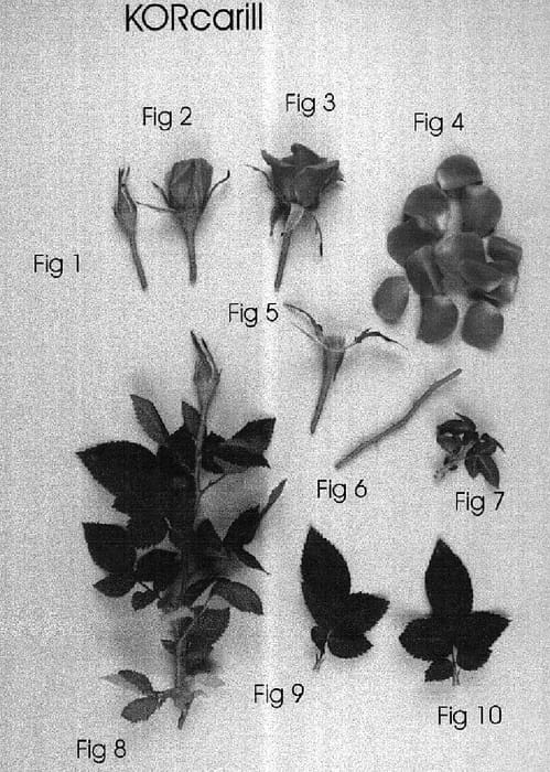 Figure 1 of US plant patent PP15716, the photograph of KORcarill printed in the patent.