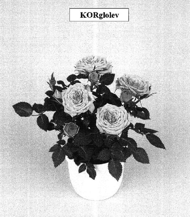 Figure 1 of US plant patent PP15717, the photograph of KORglolev printed in the patent.
