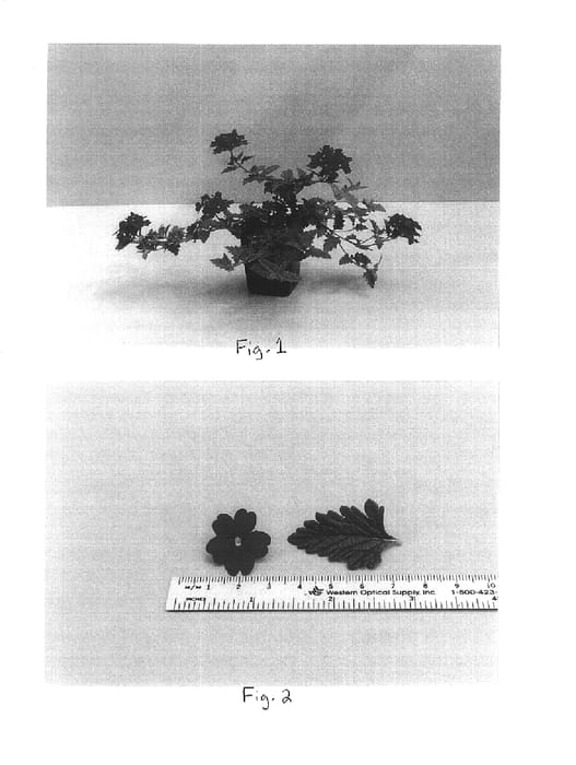 Figure 1 of US plant patent PP15718, the photograph of Balazcherd printed in the patent.