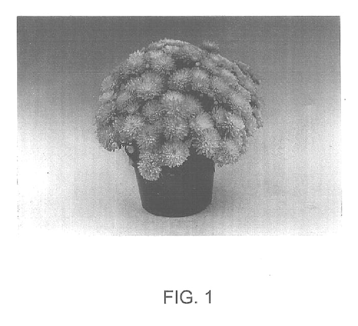 Figure 1 of US plant patent PP15719, the photograph of Agapi printed in the patent.