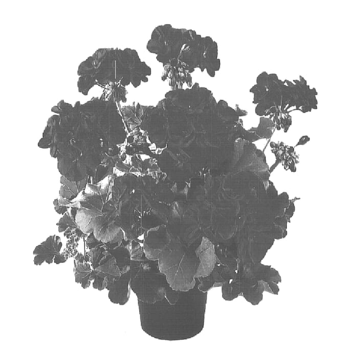 Figure 1 of US plant patent PP15720, the photograph of Genlibred printed in the patent.