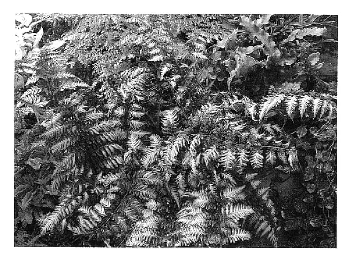 Figure 1 of US plant patent PP15721, the photograph of Pewter Lace printed in the patent.