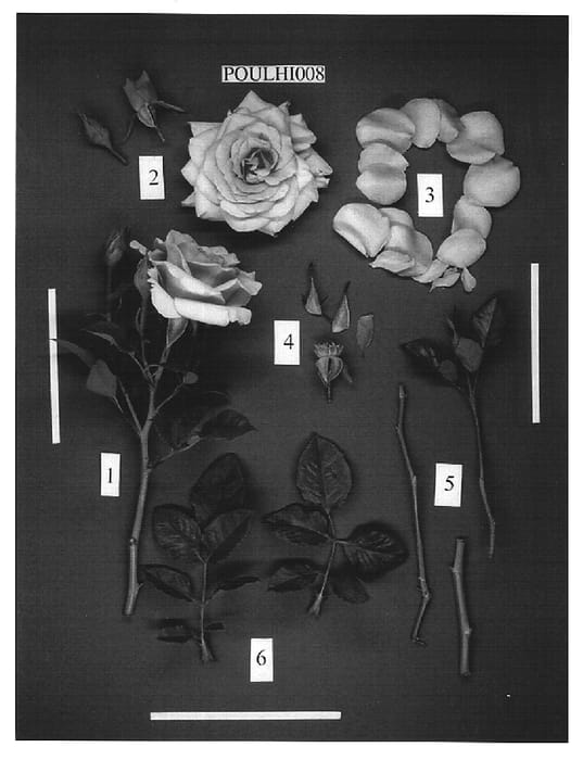 Figure 1 of US plant patent PP15722, the photograph of POULhi008 printed in the patent.