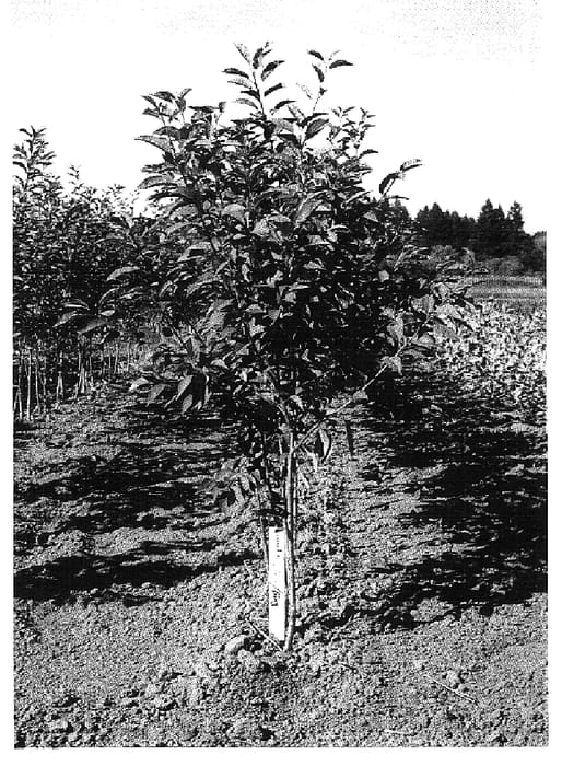 Figure 1 of US plant patent PP15723, the photograph of VSL-2 printed in the patent.