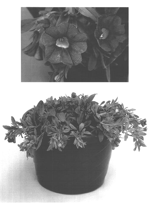 Figure 1 of US plant patent PP15724, the photograph of USCALI4 printed in the patent.