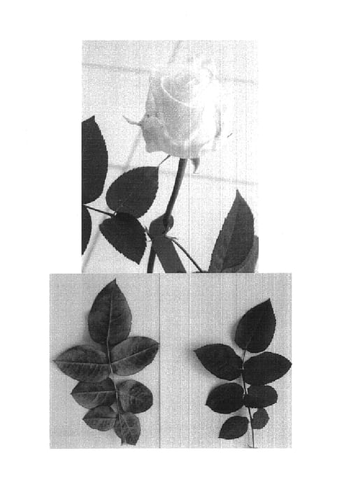 Figure 1 of US plant patent PP15725, the photograph of Schirus printed in the patent.